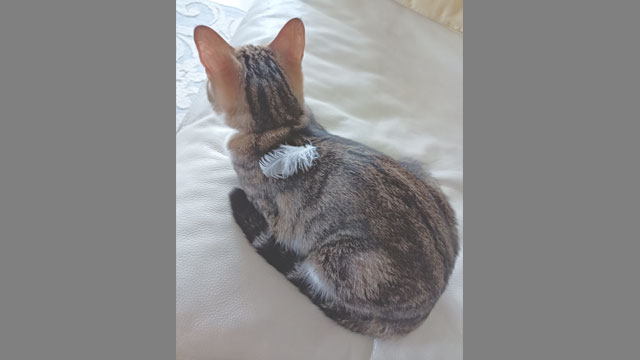 愛猫LUCE